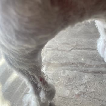 Pet Kuaför Grooming Station Çayyolu İhmali Sonucu