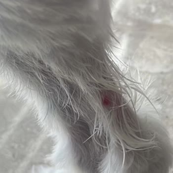 Pet Kuaför Grooming Station Çayyolu İhmali Sonucu