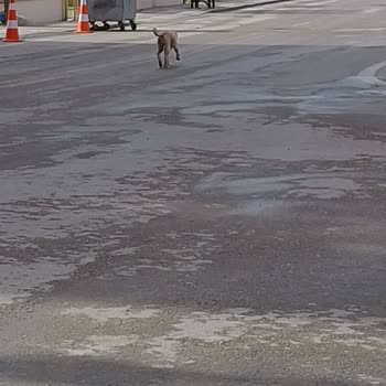 ABB - Ankara Büyükşehir Belediyesi Kızımı Köpek Kovaladı