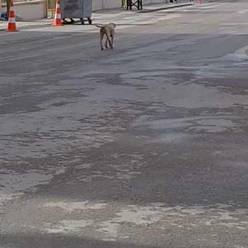 ABB - Ankara Büyükşehir Belediyesi Kızımı Köpek Kovaladı