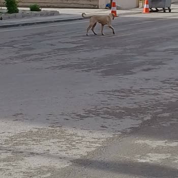 ABB - Ankara Büyükşehir Belediyesi Kızımı Köpek Kovaladı