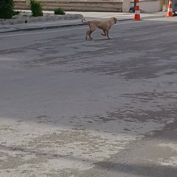 ABB - Ankara Büyükşehir Belediyesi Kızımı Köpek Kovaladı