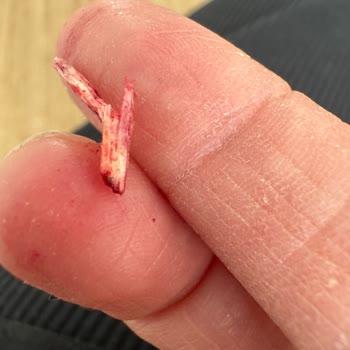 Golf Dondurmadan Odun Parçası Çıktı