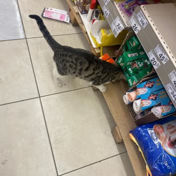 Şok Marketler Şok Bakımsız Market Kocaeli - Dilovası - Köseler Köyü