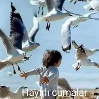 Trident Arkadan Kırılması Ön Cam Pahalı