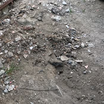 Ümraniye Belediyesi Kedi Ve Köpeklerin Pisliğinden Evimize Giremiyoruz