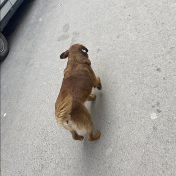 Karacabey Belediyesi Köpeğimizi Barınak Aldı