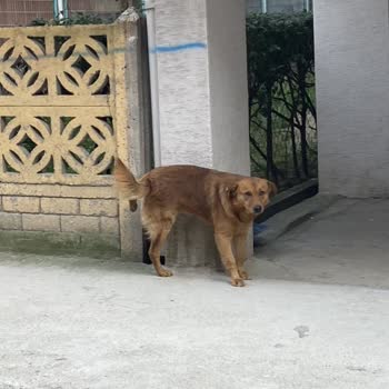 Karacabey Belediyesi Köpeğimizi Barınak Aldı
