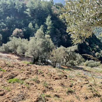 Ziraat Bankası Destek Kredisi Zorla TARSİM Yapılıyor