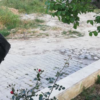 Kuşadası Belediyesi Yol Ve Belediye Bağlı Yeşillik Alan Temizliği