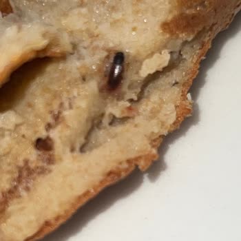 Söke Un İçinden Böcek Çıktı