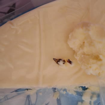 Şavak Peynircilik Tulum Peynirinden Böcek Çıktı