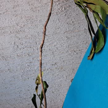 Fidan Dünyası Kuru Dal Gönderiyor