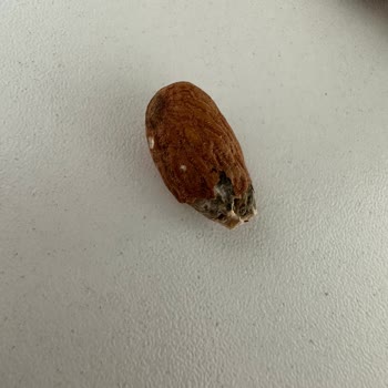 A101 Küflü Çiğ Badem Satıyor