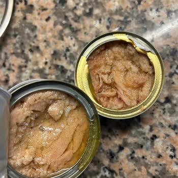 Dardanel Ton Balığından Larva Çıktı