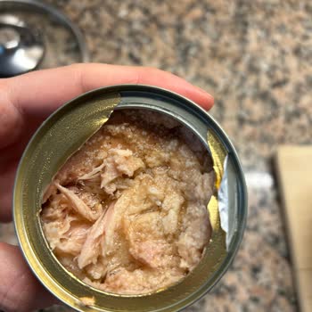 Dardanel Ton Balığından Larva Çıktı