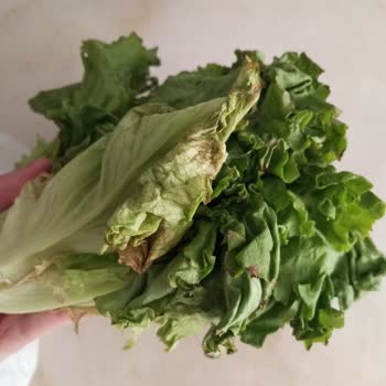 Kilpa Market İade Kabul Etmiyor