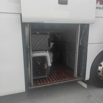 Lüks Adana Bagaj Kısmına Kocaman Köpek Koyulmuş