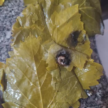 Hakmar Kazova Marka Tokat Yaprağı