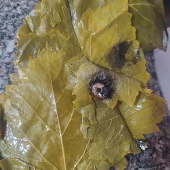 Hakmar Kazova Marka Tokat Yaprağı