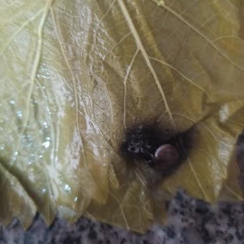 Hakmar Kazova Marka Tokat Yaprağı