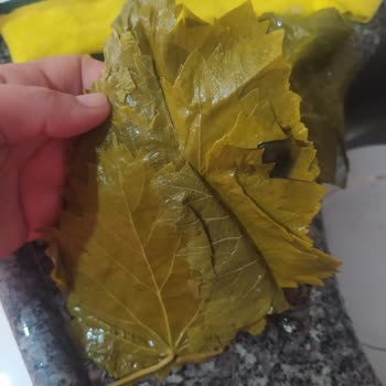 Hakmar Kazova Marka Tokat Yaprağı