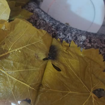 Hakmar Kazova Marka Tokat Yaprağı