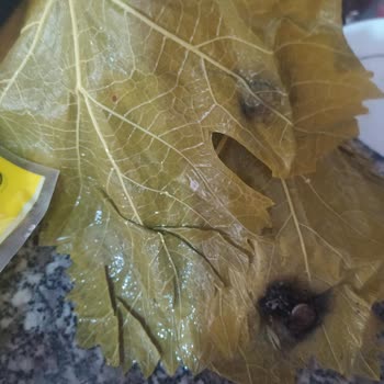 Hakmar Kazova Marka Tokat Yaprağı