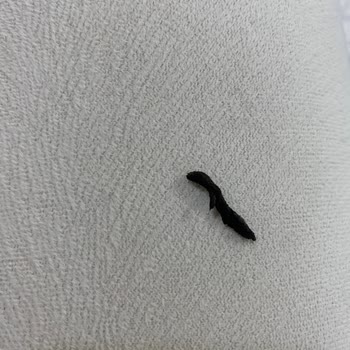 Golf Dondurma Bravo Crazy Nutty