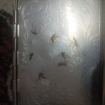 Türkiye Jokey Kulübü (TJK) Şanlıurfa Hipodrom İçin İlaçlama Ekib