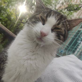 Beşiktaş Belediyesi'nin Veterinerliğinden Mağduriyet