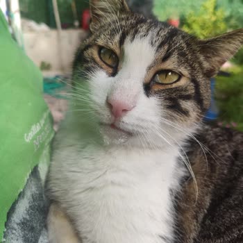 Beşiktaş Belediyesi'nin Veterinerliğinden Mağduriyet