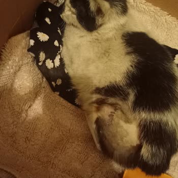 EyüpSultan Belediyesi Eyüp Belediyesinin Doğumunu Yapıp Kısırlaştırdığı Kedimin Ölüm Süreci