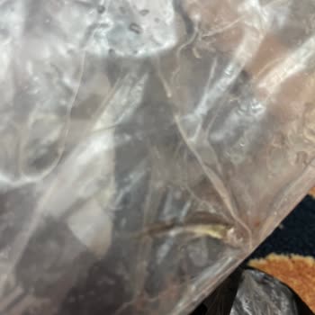 CanlıPetShop Online Petshop Hayal Kırıklığı