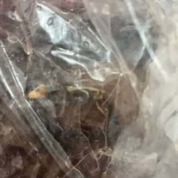 CanlıPetShop Online Petshop Hayal Kırıklığı