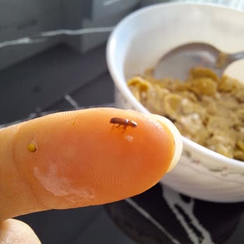 Kellogg's Kırmızı Meyveli Ürünün İçinden Böcek Çıktı