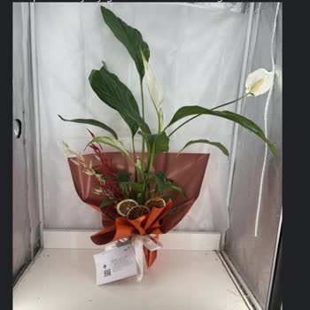 Taze Çiçek (tazecicek.com) Hayal Kırıklığı: Görsellik Ve Kalite Eksikliği