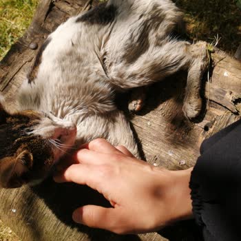 Beykoz Belediyesi Kediye Bakım Yetersiz