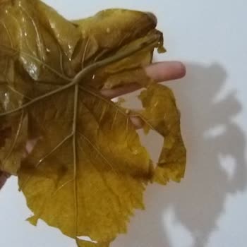 Gizemin Bahçesi Köy Ürünleri 'Gizemin Bahçesi' Satış Sayfasındaki Siparişimde Olan Mağduriyetim