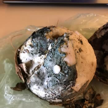 Mopaş Hipermarket Samandıra 2 Şubesi Küflenmiş Hindistan Cevizi Sattı!