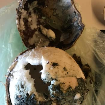 Mopaş Hipermarket Samandıra 2 Şubesi Küflenmiş Hindistan Cevizi Sattı!