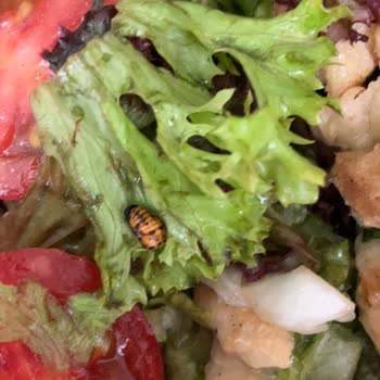Tavuk Dünyası Sipariş Ettiğim Salatamın İçinden Böcek Çıktı