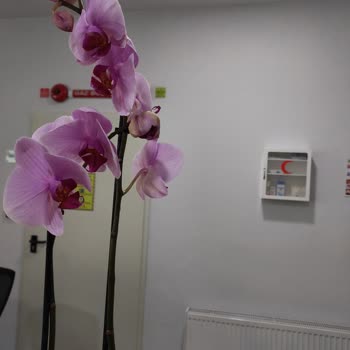 ÇiçekSepeti Çiçek Sepetinden Görseli İle Alakasız Çiçek Gönderildi