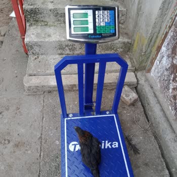 Şensesli Tavukçuluk'tan Şikayetçiyim!