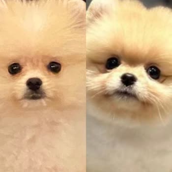 Turkey Puppies Hayal Kırıklığı: Beklenenin Çok Uzağında Bir Pet Satışı