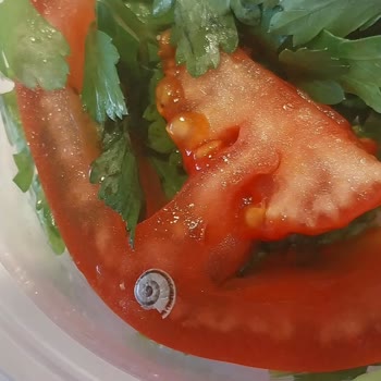 Pidem Restaurant Salatadan Salyangoz Çıktı