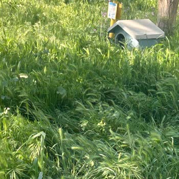 Çanakkale Belediyesi Kedi Köyü Yetkilileri