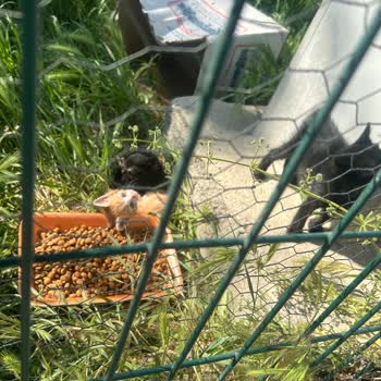 Çanakkale Belediyesi Kedi Köyü Yetkilileri