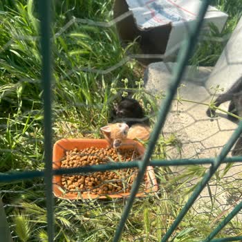 Çanakkale Belediyesi Kedi Köyü Yetkilileri