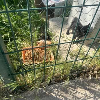 Çanakkale Belediyesi Kedi Köyü Yetkilileri